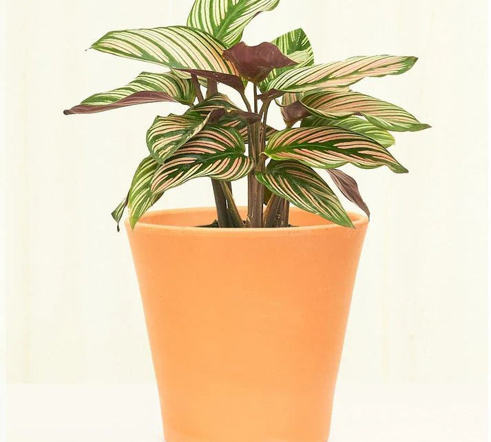 Smooth Clay Planter - pot - Smooth - Ter - 6 - Varnish + Vine - 1