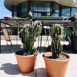 Monstrose Cactus Cutting