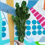 Monstrose Cactus Cutting