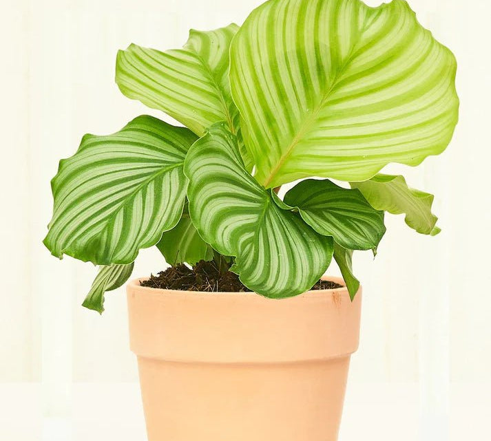 Terracotta Perfetto Pot - pot - Terrap - Pink - 5 - Varnish + Vine - 1