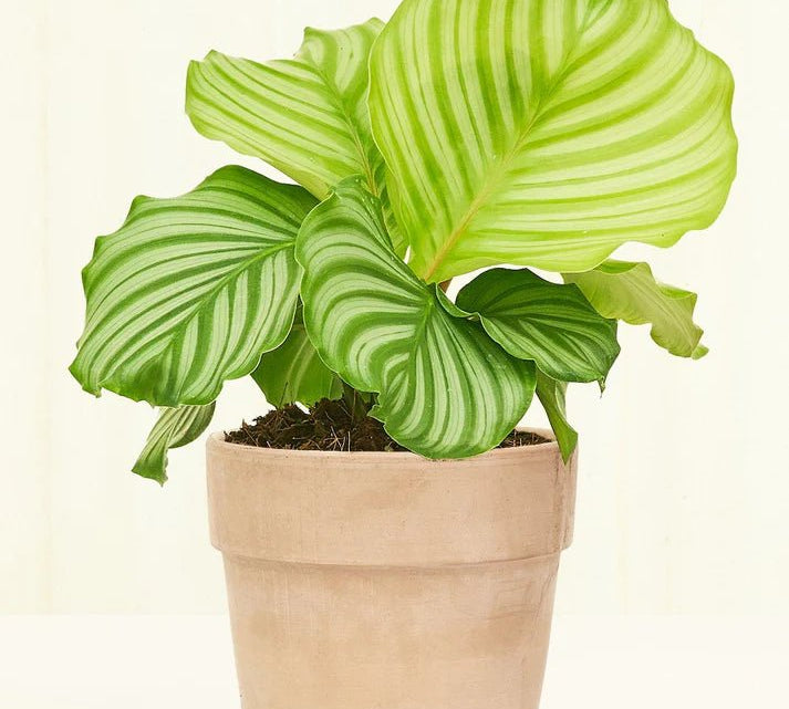 Terracotta Perfetto Pot - pot - Terrap - Gry - 5 - Varnish + Vine - 2