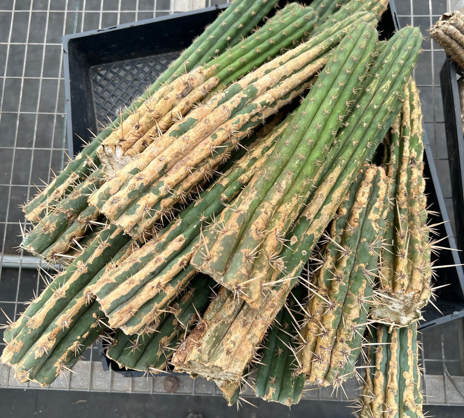 Torch Cactus (San Pedro) Cuttings - cactus - SANP_S_S - Varnish + Vine - 2