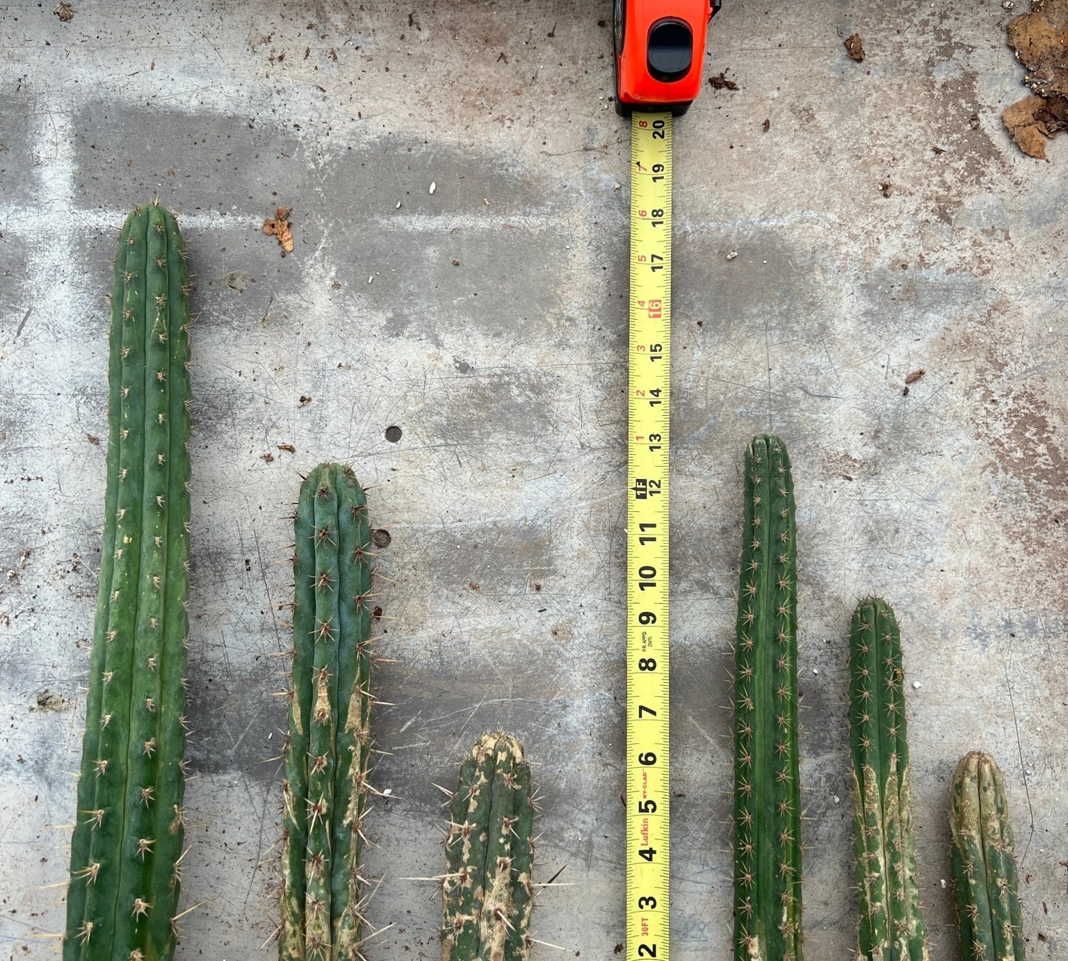 Torch Cactus (San Pedro) Cuttings - cactus - SANP_S_S - Varnish + Vine - 1