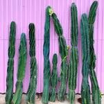 Twisty Peruvian Apple Cactus Cutting - cactus - TwistPeru-0.5 - Varnish + Vine - 4