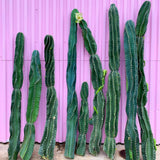Twisty Peruvian Apple Cactus Cutting - cactus - TwistPeru-0.5 - Varnish + Vine - 4