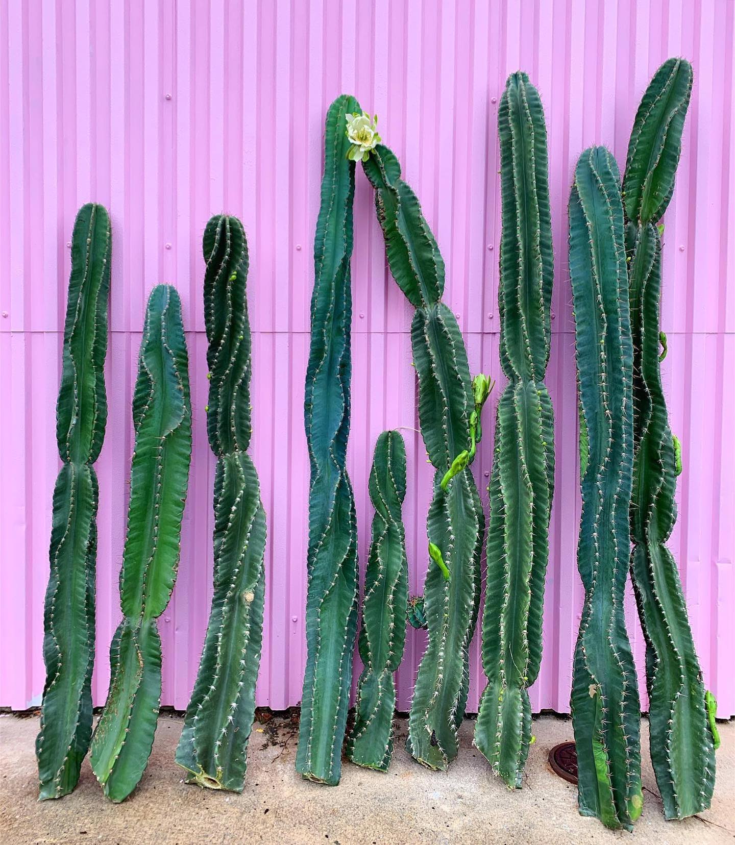 Twisty Peruvian Apple Cactus Cutting - cactus - TwistPeru-0.5 - Varnish + Vine - 4