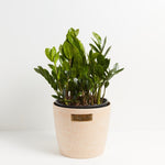 ZZ Plant - Indoor Plants - PB_ZZP_ECO_MA_10IN1 - Varnish + Vine - 12
