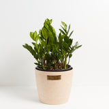 ZZ Plant - Indoor Plants - PB_ZZP_ECO_MA_10IN1 - Varnish + Vine - 12