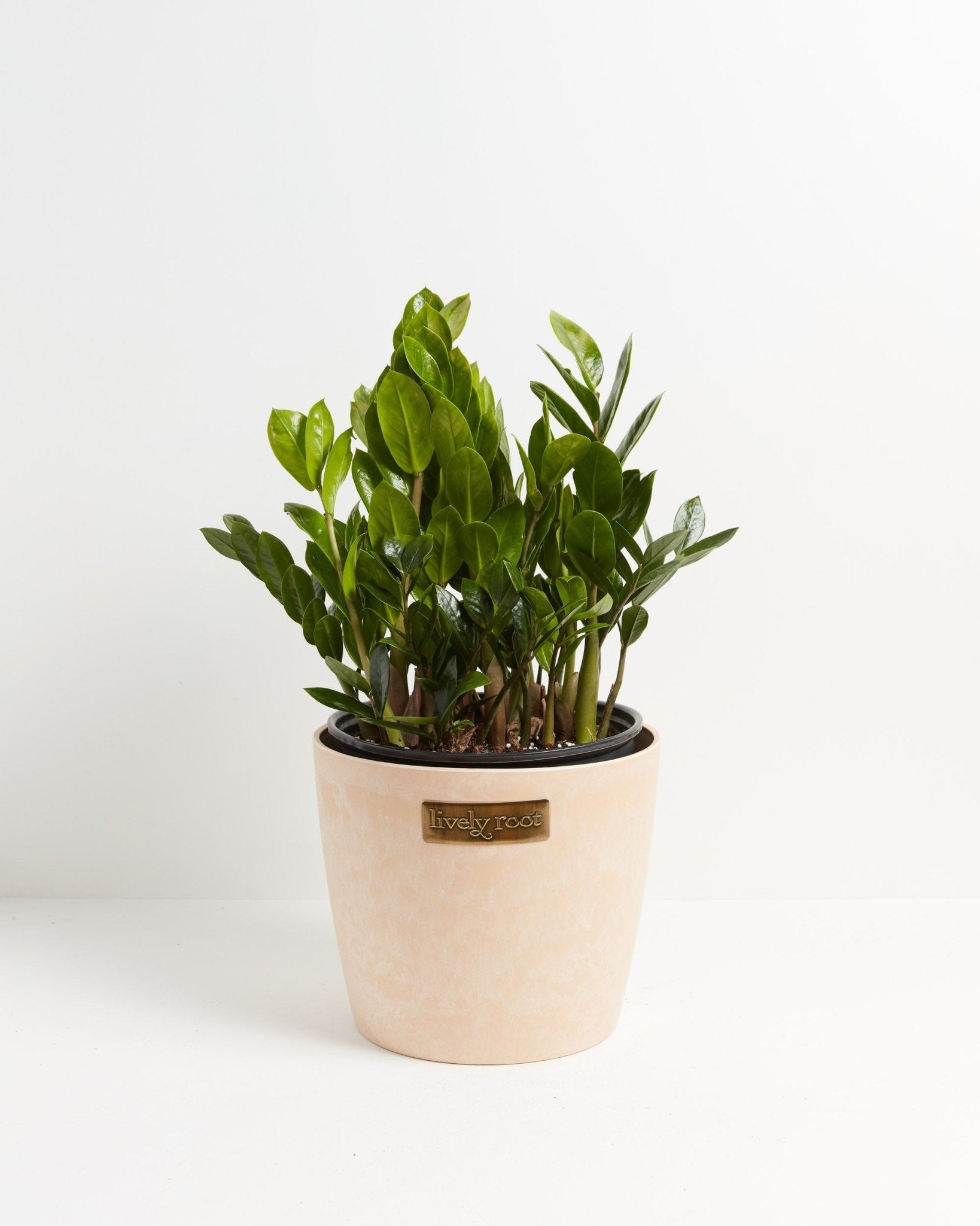 ZZ Plant - Indoor Plants - PB_ZZP_ECO_MA_10IN1 - Varnish + Vine - 12