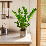 ZZ Plant - Indoor Plants - PB_ZZP_ECO_CH_6IN1 - Varnish + Vine - 47
