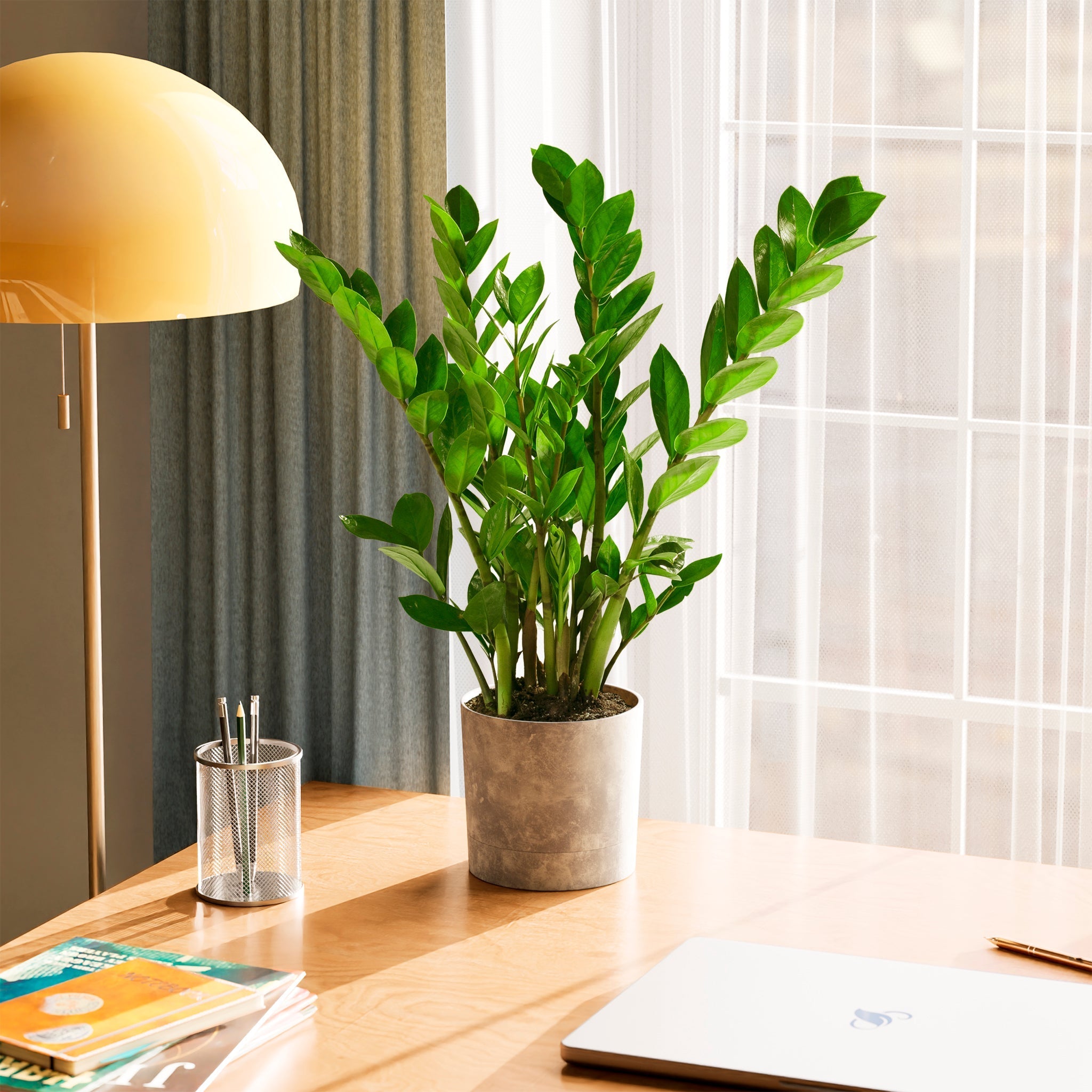 ZZ Plant - Indoor Plants - PL_ZZP_6IN1 - Varnish + Vine - 56