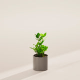ZZ Plant - Indoor Plants - PB_ZZP_ECO_MA_4IN1 - Varnish + Vine - 22