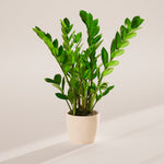 ZZ Plant - Indoor Plants - PB_ZZP_ECO_CO_6IN1 - Varnish + Vine - 60
