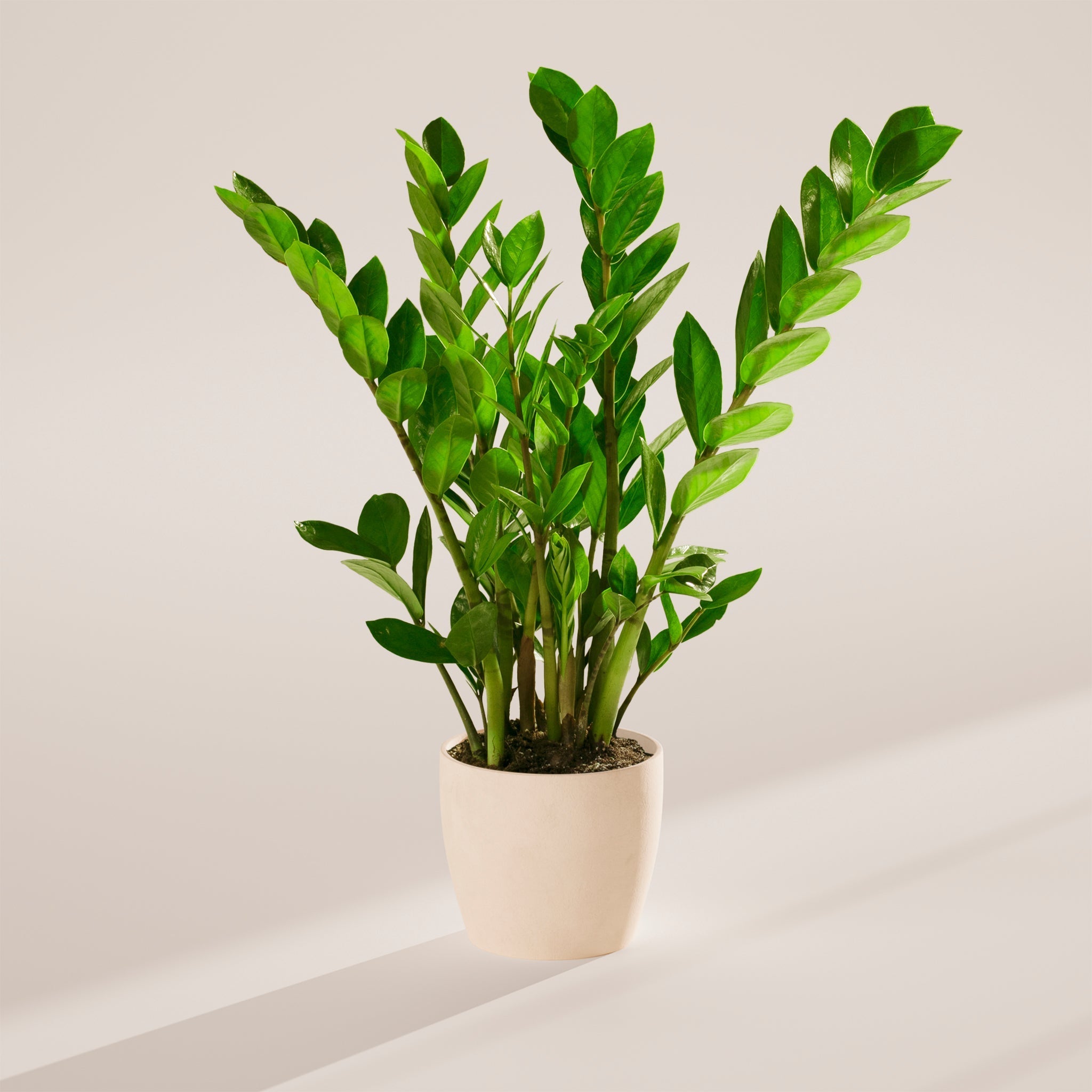 ZZ Plant - Indoor Plants - PB_ZZP_ECO_CO_6IN1 - Varnish + Vine - 60