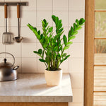 ZZ Plant - Indoor Plants - PB_ZZP_ECO_EG_6IN1 - Varnish + Vine - 62