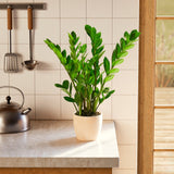 ZZ Plant - Indoor Plants - PB_ZZP_ECO_EG_6IN1 - Varnish + Vine - 62