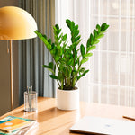 ZZ Plant - Indoor Plants - PL_ZZP_4IN1 - Varnish + Vine - 41