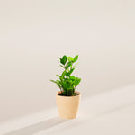 ZZ Plant - Indoor Plants - PB_ZZP_ECO_MA_4IN1 - Varnish + Vine - 20
