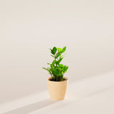 ZZ Plant - Indoor Plants - PB_ZZP_ECO_MA_4IN1 - Varnish + Vine - 20
