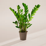 ZZ Plant - Indoor Plants - PL_ZZP_6IN1 - Varnish + Vine - 55