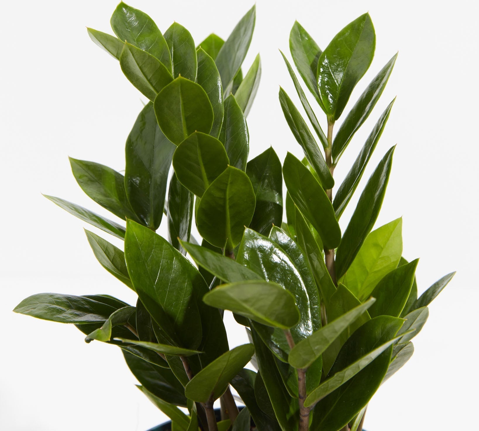 ZZ Plant - Indoor Plants - PL_ZZP_4IN1 - Varnish + Vine - 3