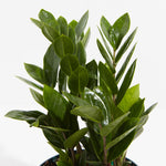 ZZ Plant - Indoor Plants - PL_ZZP_4IN1 - Varnish + Vine - 3