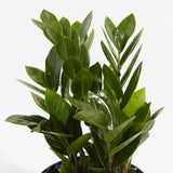ZZ Plant - Indoor Plants - PL_ZZP_4IN1 - Varnish + Vine - 3