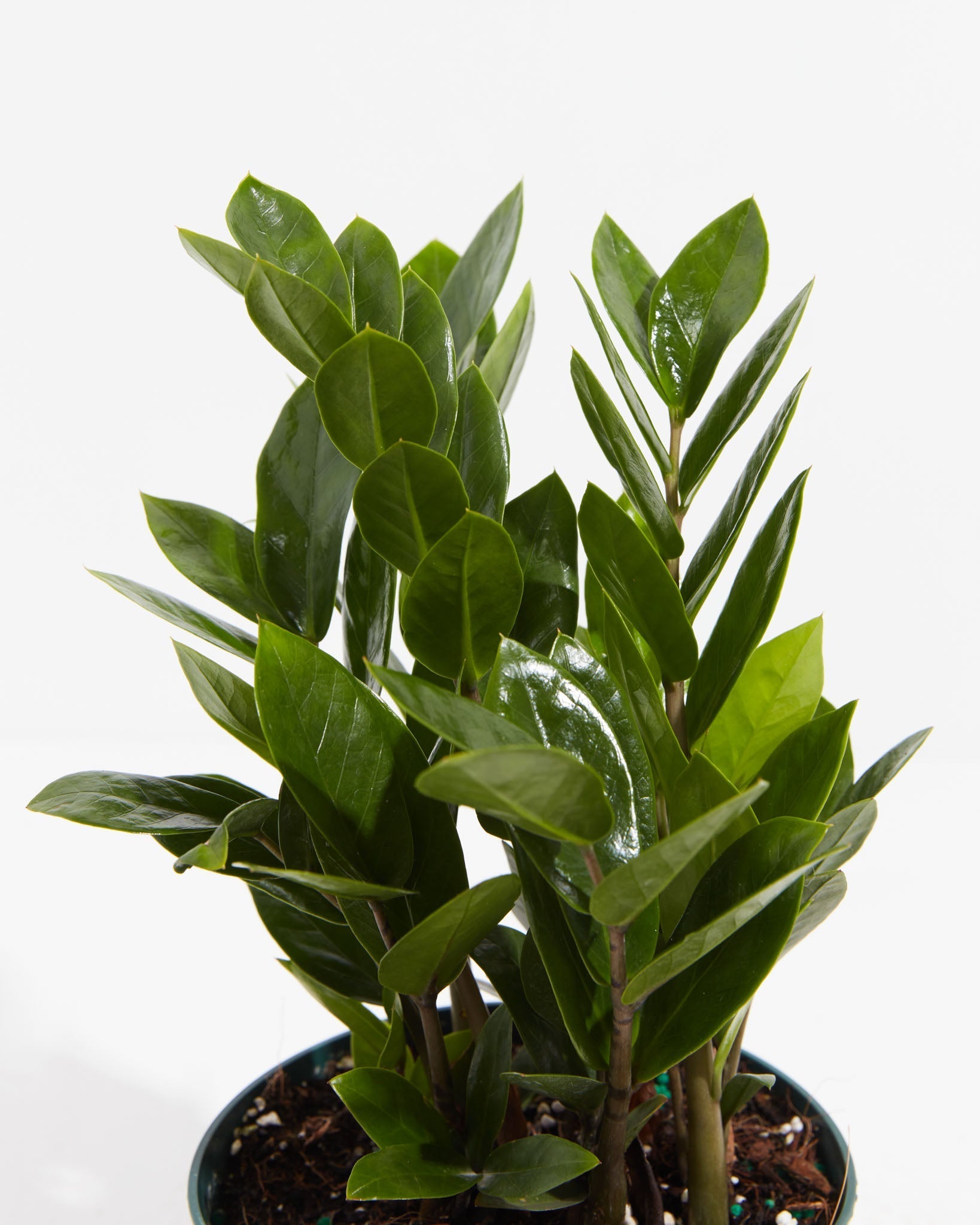 ZZ Plant - Indoor Plants - PL_ZZP_4IN1 - Varnish + Vine - 3