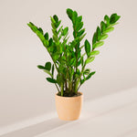 ZZ Plant - Indoor Plants - PB_ZZP_ECO_MA_6IN1 - Varnish + Vine - 50