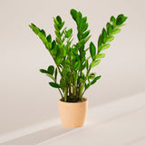 ZZ Plant - Indoor Plants - PB_ZZP_ECO_MA_6IN1 - Varnish + Vine - 50