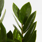 ZZ Plant - Indoor Plants - PL_ZZP_4IN1 - Varnish + Vine - 4