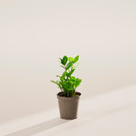 ZZ Plant - Indoor Plants - PL_ZZP_4IN1 - Varnish + Vine - 32