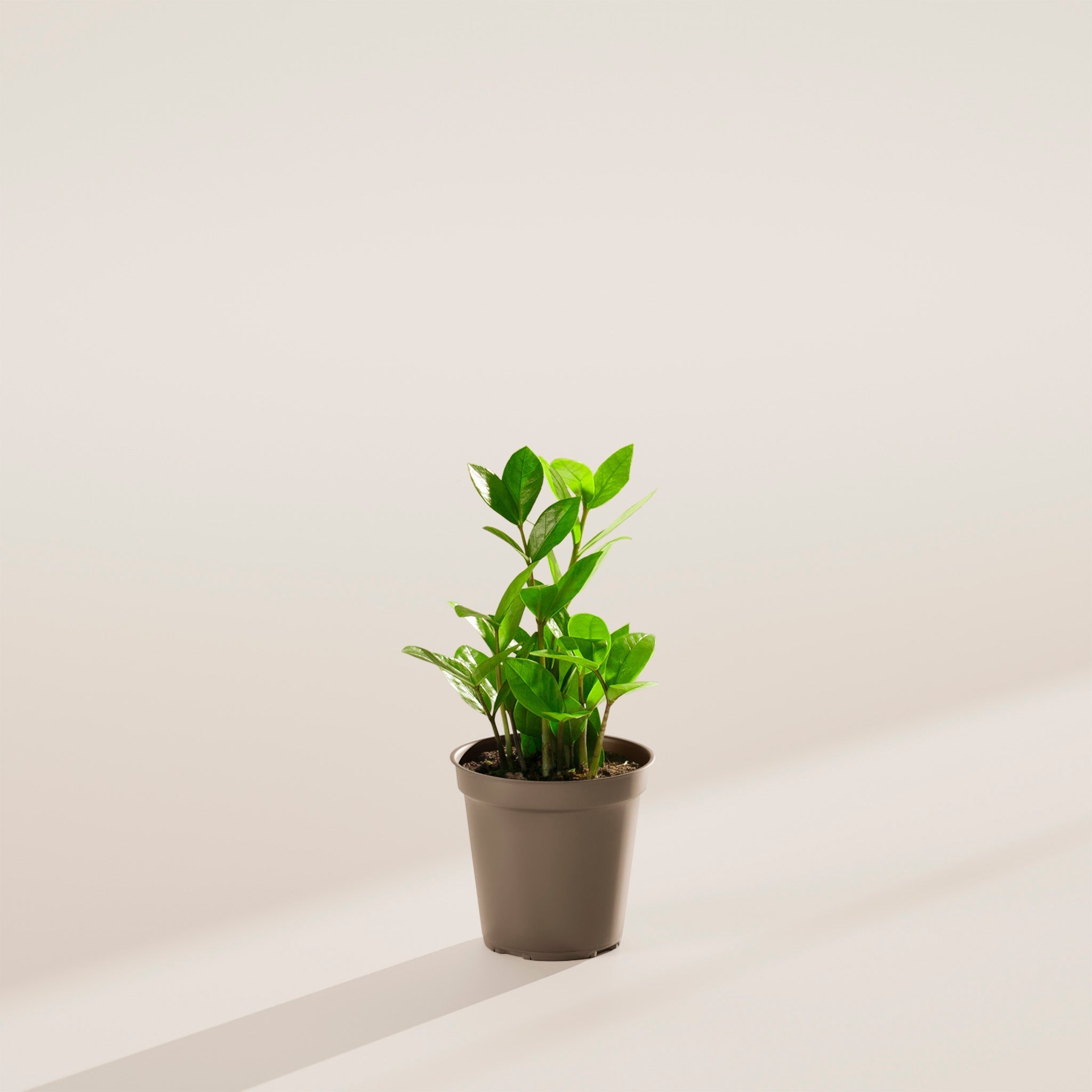 ZZ Plant - Indoor Plants - PL_ZZP_4IN1 - Varnish + Vine - 32