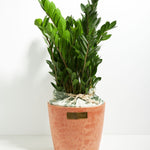 ZZ Plant - Indoor Plants - PB_ZZP_ECO_CH_10IN1 - Varnish + Vine - 11
