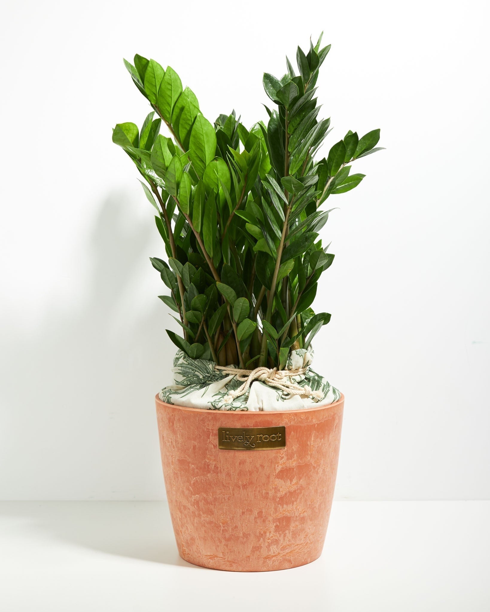 ZZ Plant - Indoor Plants - PB_ZZP_ECO_CH_10IN1 - Varnish + Vine - 11