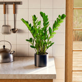 ZZ Plant - Indoor Plants - PL_ZZP_4IN1 - Varnish + Vine - 38