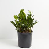 ZZ Plant - Indoor Plants - PL_ZZP_10IN1 - Varnish + Vine - 7