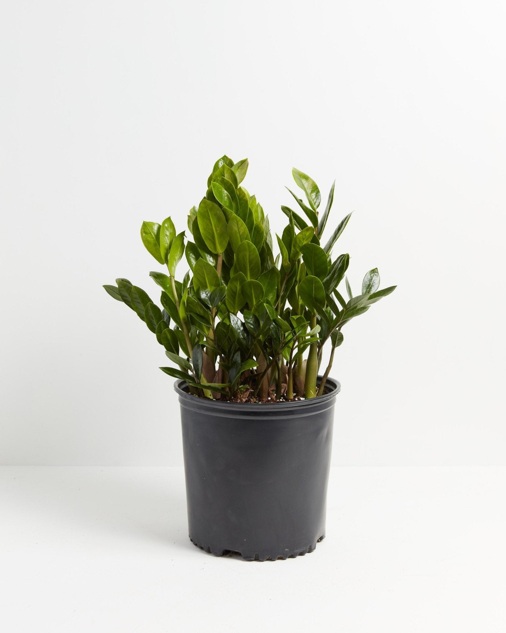 ZZ Plant - Indoor Plants - PL_ZZP_10IN1 - Varnish + Vine - 7