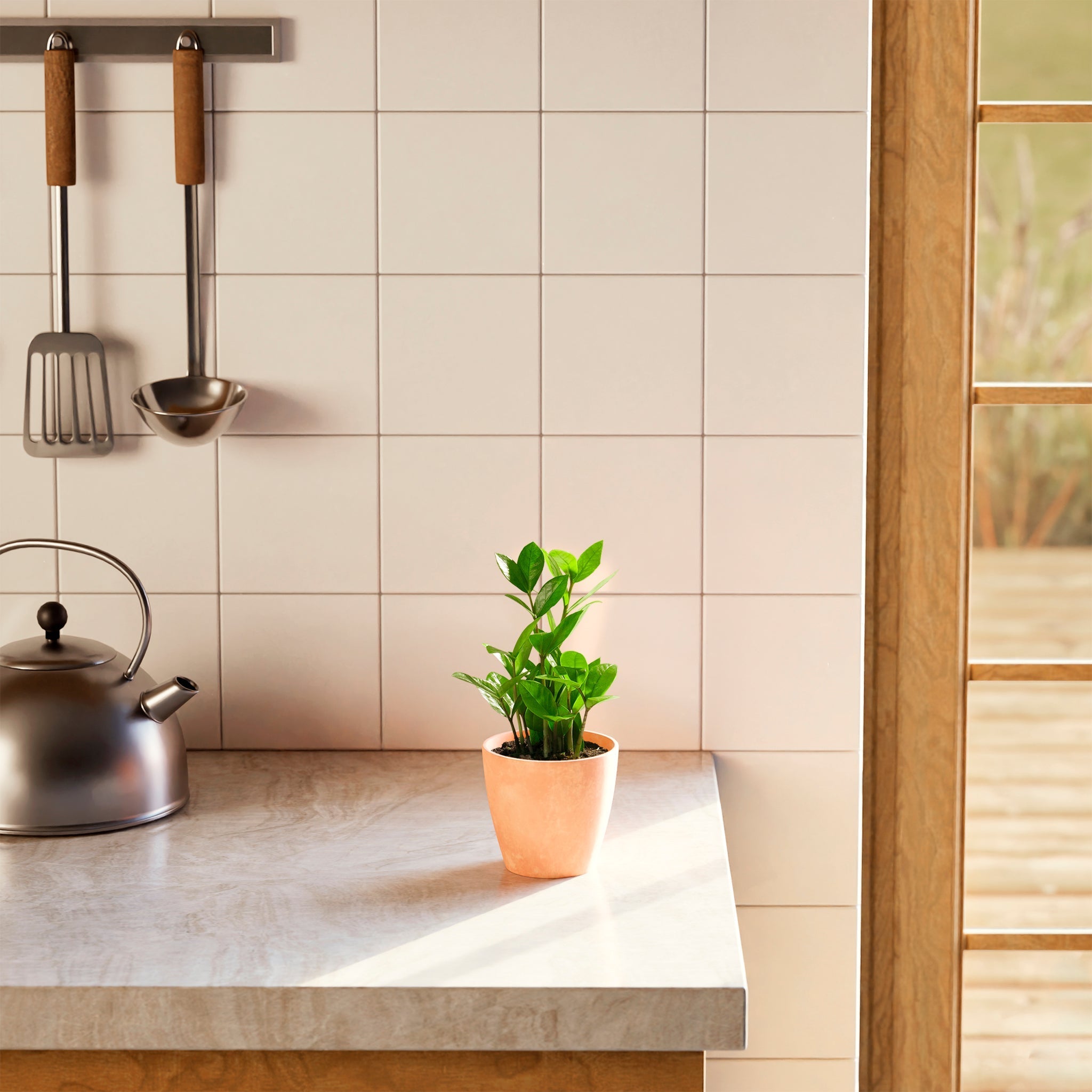 ZZ Plant - Indoor Plants - PB_ZZP_ECO_MA_4IN1 - Varnish + Vine - 26