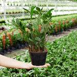 ZZ Plant - Indoor Plants - PL_ZZP_10IN1 - Varnish + Vine - 8