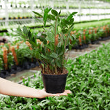 ZZ Plant - Indoor Plants - PL_ZZP_10IN1 - Varnish + Vine - 8