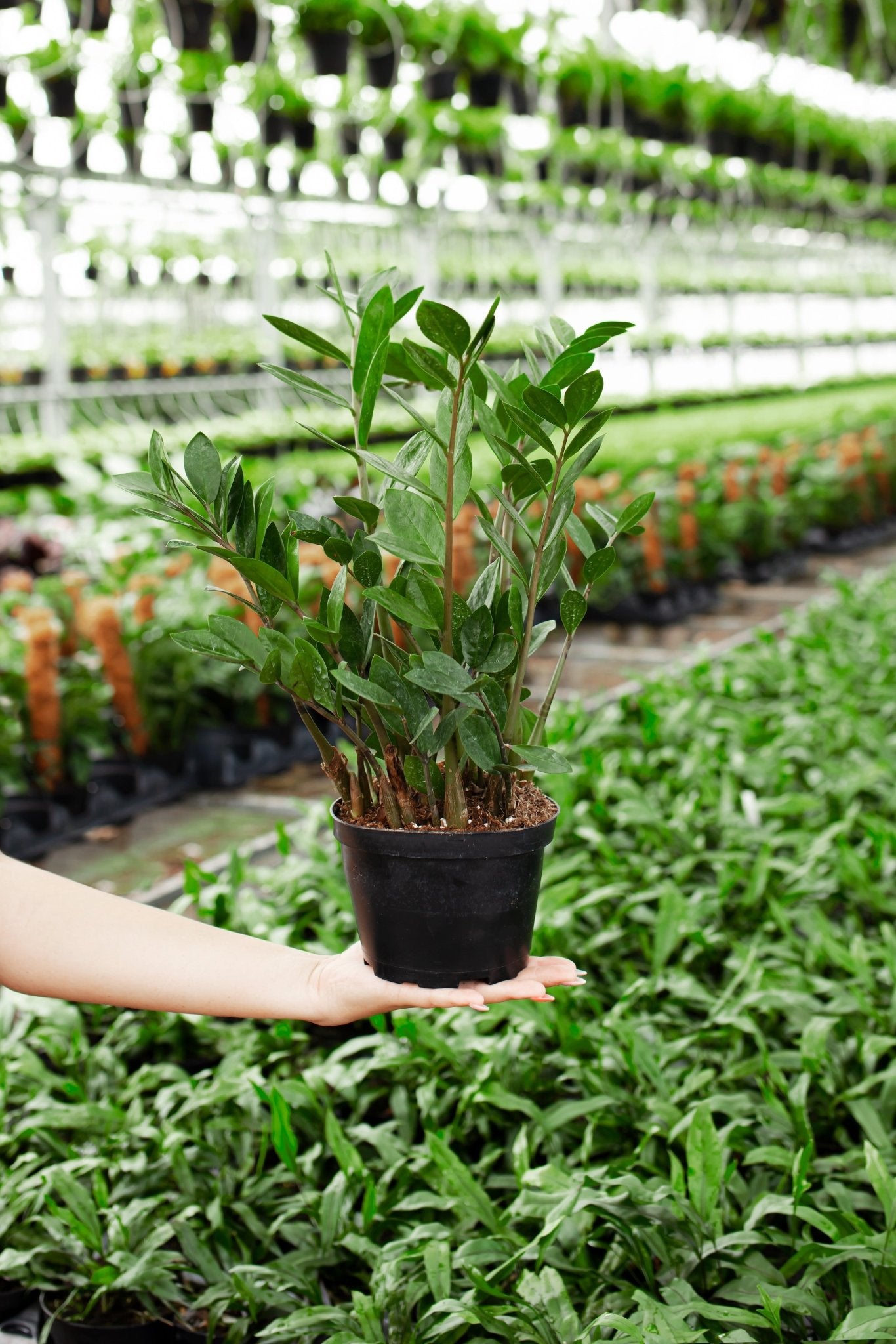 ZZ Plant - Indoor Plants - PL_ZZP_10IN1 - Varnish + Vine - 8