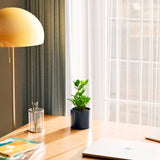 ZZ Plant - Indoor Plants - PB_ZZP_ECO_MA_4IN1 - Varnish + Vine - 23