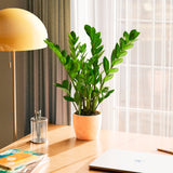 ZZ Plant - Indoor Plants - PL_ZZP_4IN1 - Varnish + Vine - 44