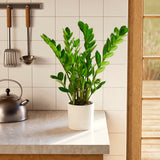 ZZ Plant - Indoor Plants - PB_ZZP_ECO_EG_6IN1 - Varnish + Vine - 63