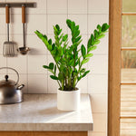 ZZ Plant - Indoor Plants - PL_ZZP_4IN1 - Varnish + Vine - 40