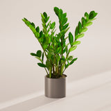 ZZ Plant - Indoor Plants - PB_ZZP_ECO_EG_6IN1 - Varnish + Vine - 65