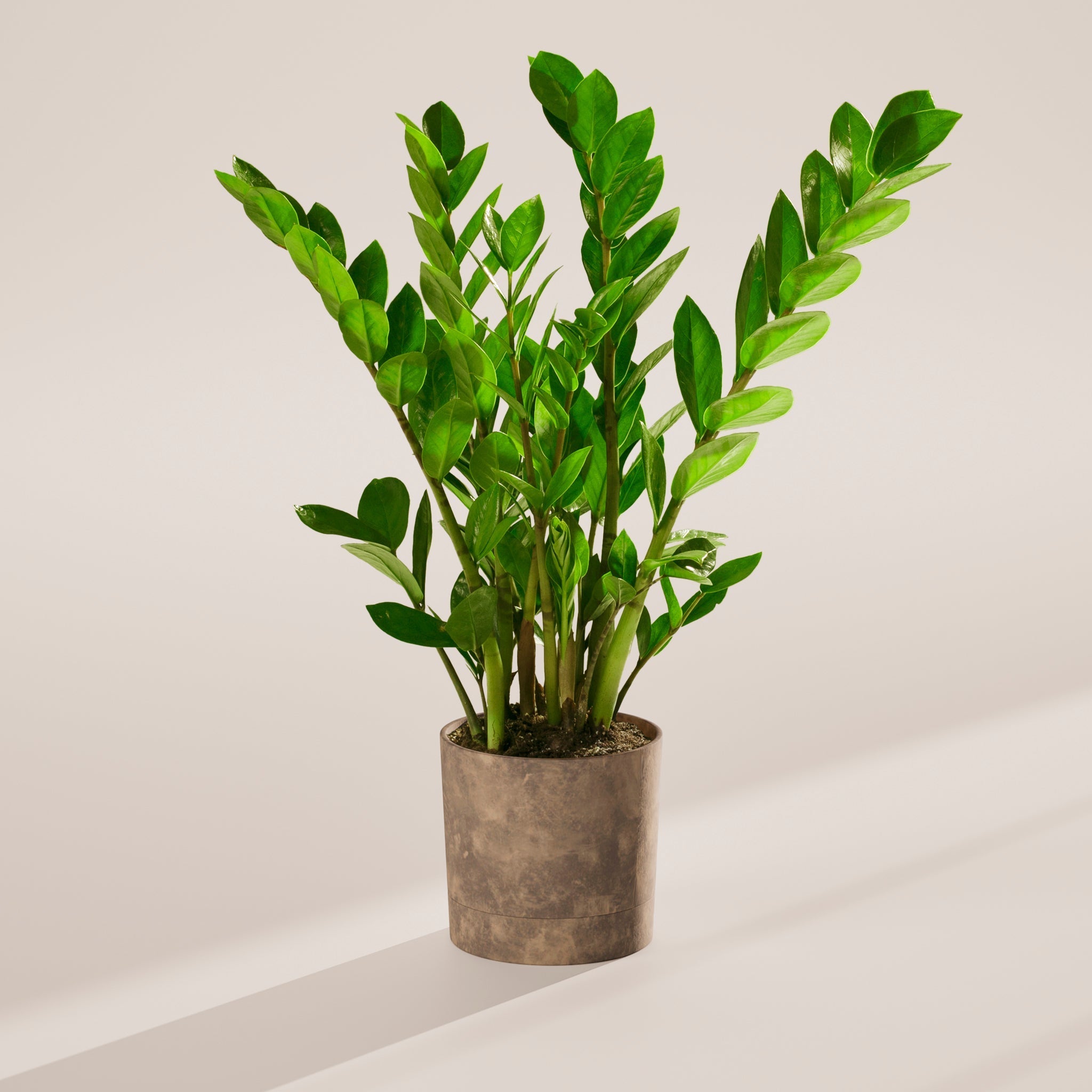 ZZ Plant - Indoor Plants - PB_ZZP_SWP_EG_6IN1 - Varnish + Vine - 52