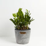 ZZ Plant - Indoor Plants - PB_ZZP_ECO_EG_10IN1 - Varnish + Vine - 10