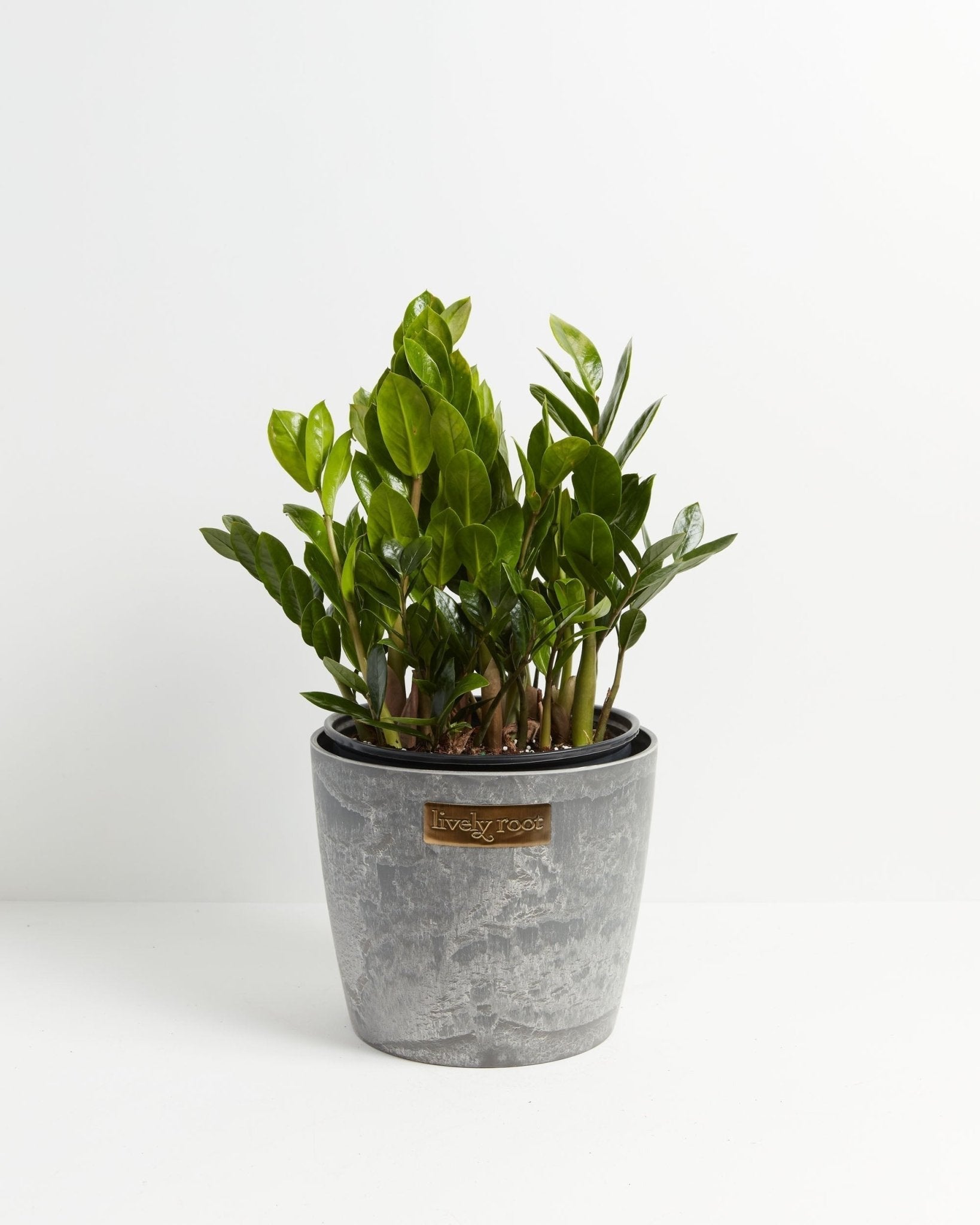 ZZ Plant - Indoor Plants - PB_ZZP_ECO_EG_10IN1 - Varnish + Vine - 10